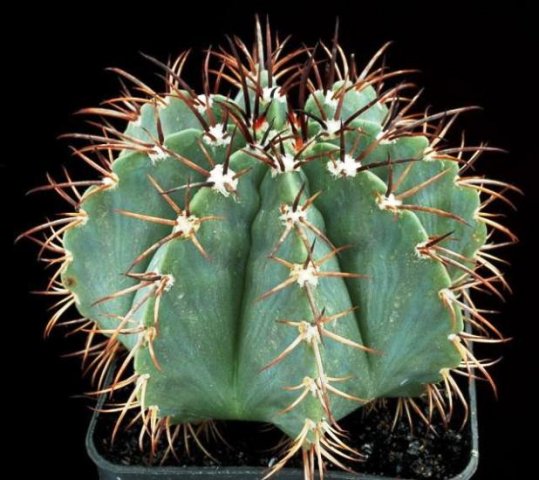 Melocactus_axiniforus